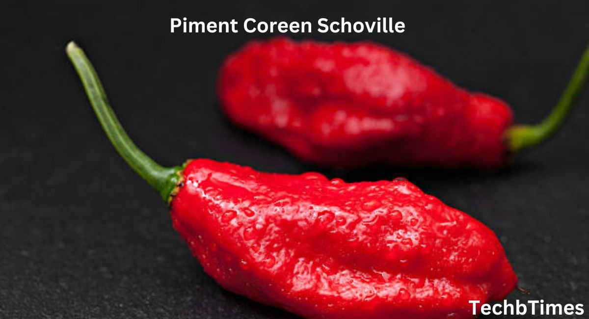 piment coreen schoville