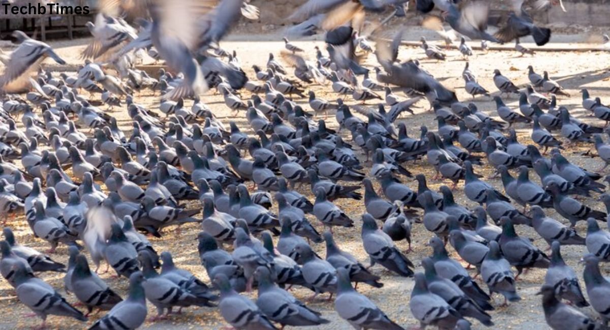 275 pigeons dive into a pond filled with red glue