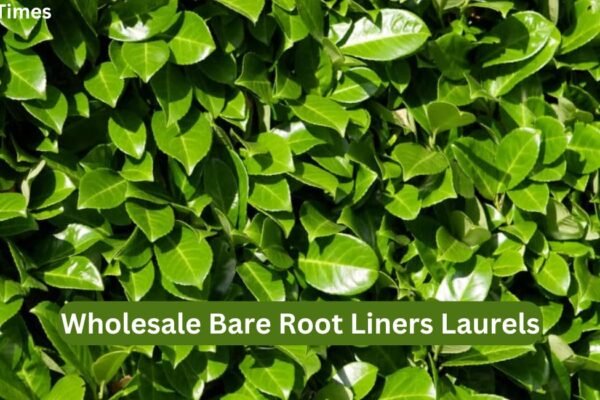 wholesale bare root liners laurels