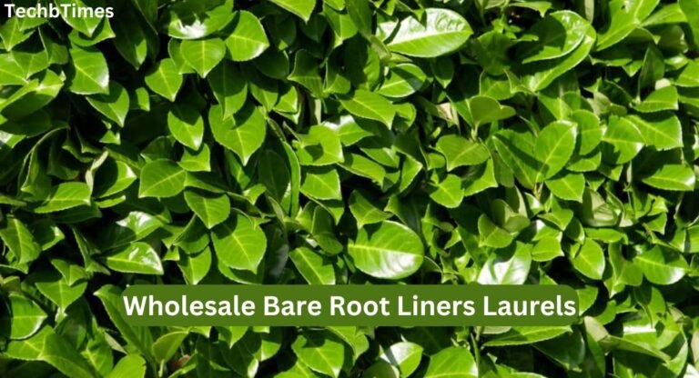 wholesale bare root liners laurels